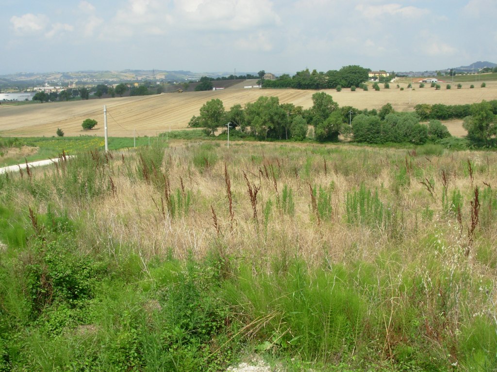Terreni agricoli ad Osimo (AN) - LOTTO 19