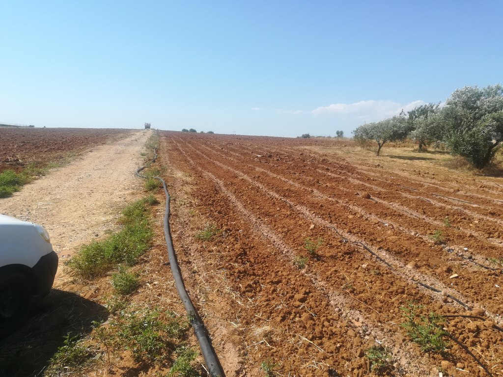 Terreni agricoli a Niscemi (CL) - LOTTO 3