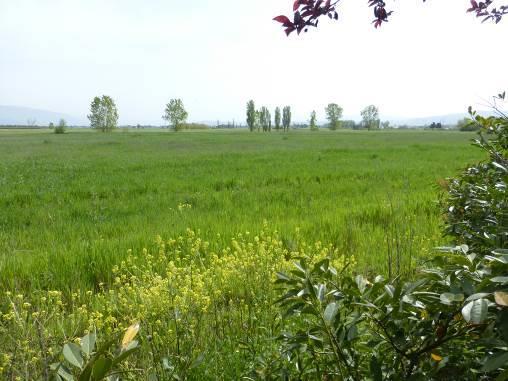 Terreni agricoli ad Assisi (PG) - LOTTO 2