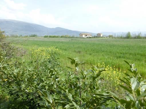 Terreni agricoli ad Assisi (PG) - NUDA PROPRIETA' - LOTTO 3