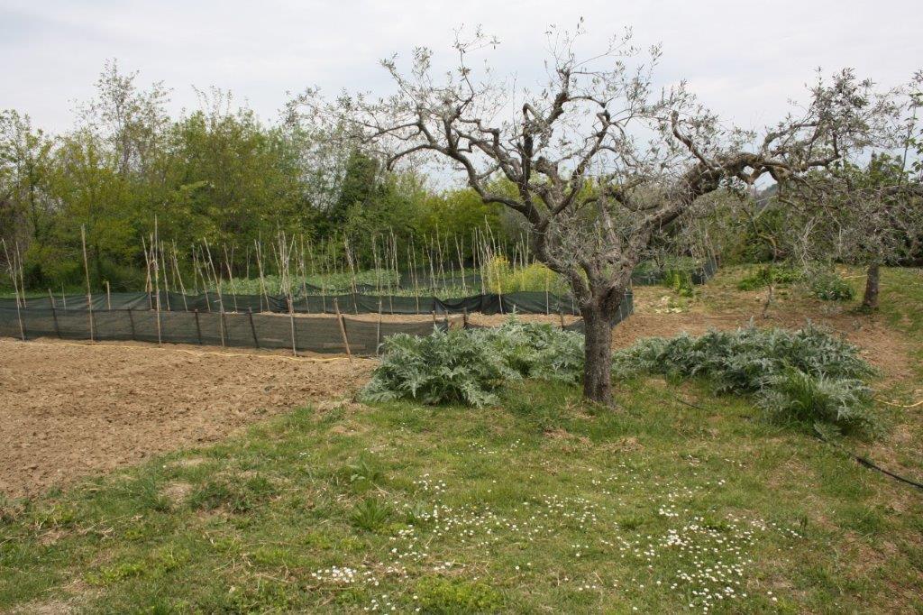 Terreni agricoli a Spinetoli (AP) - QUOTA 2/3 - LOTTO 7