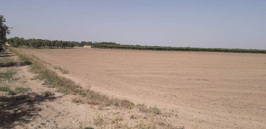 Terreno agricolo a Cerignola (FG) - QUOTA 1/2