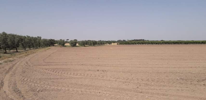 Terreno agricolo a Cerignola (FG) - QUOTA 1/2