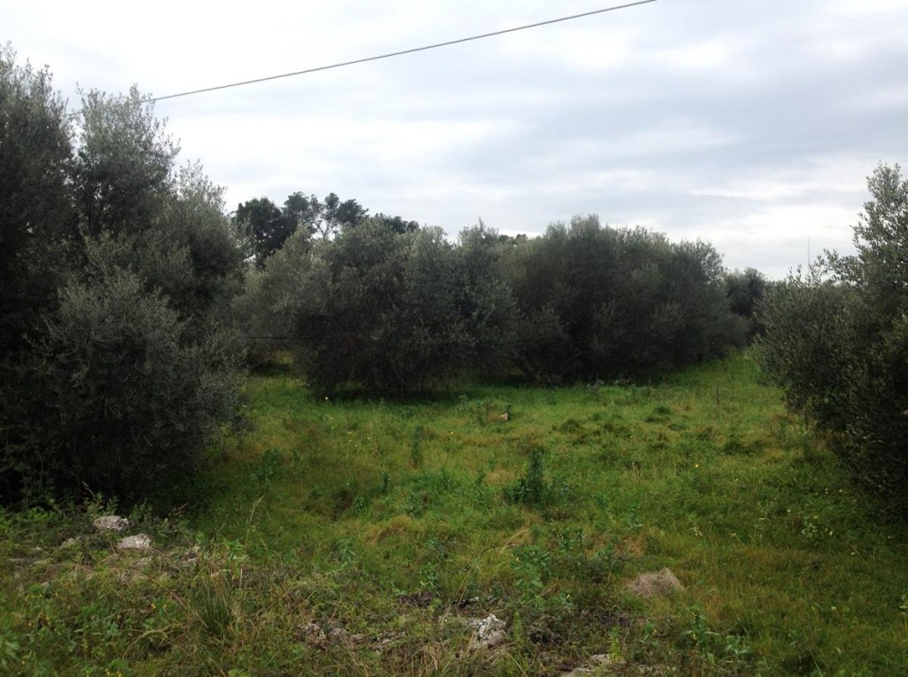 Terreni edificabili a Giovinazzo (BA) - LOTTO 3