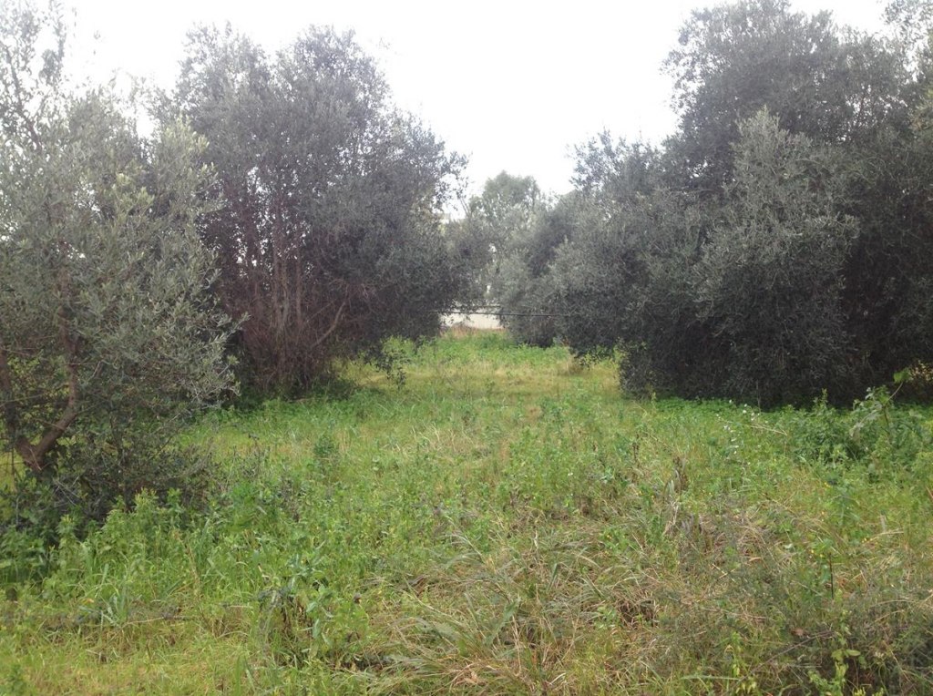 Terreni edificabili a Giovinazzo (BA) - LOTTO 3