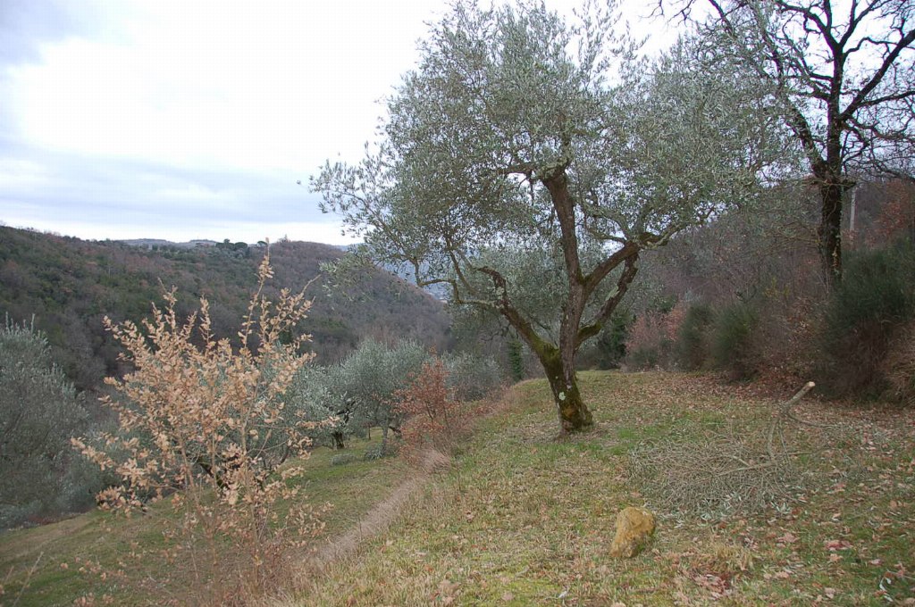 Terreni agricoli a Corciano (PG) - LOTTO 4