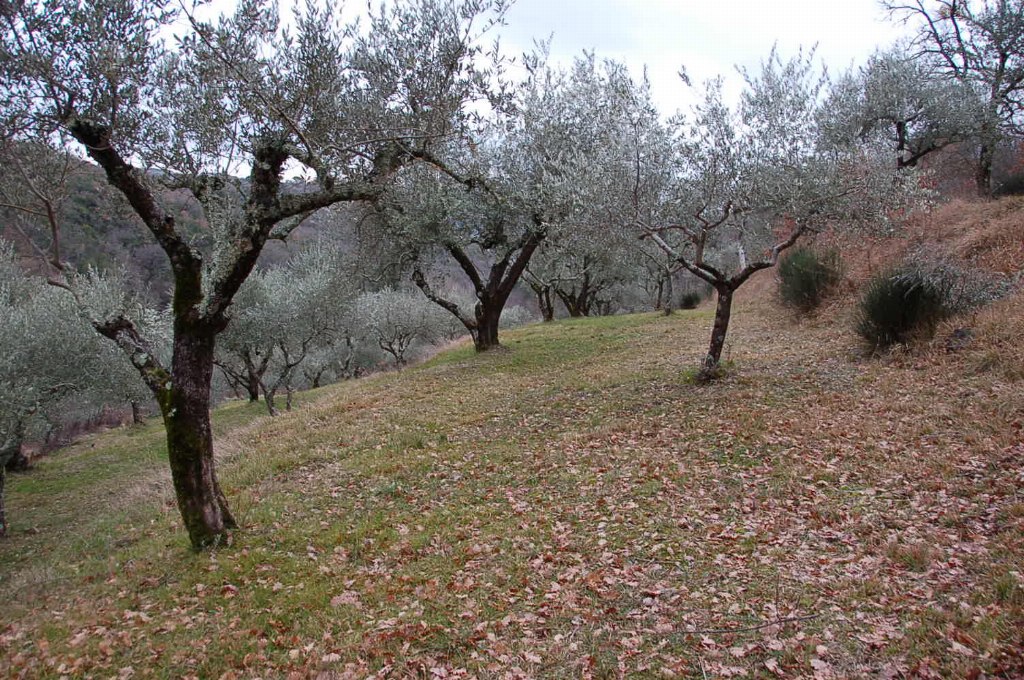 Terreni agricoli a Corciano (PG) - LOTTO 4