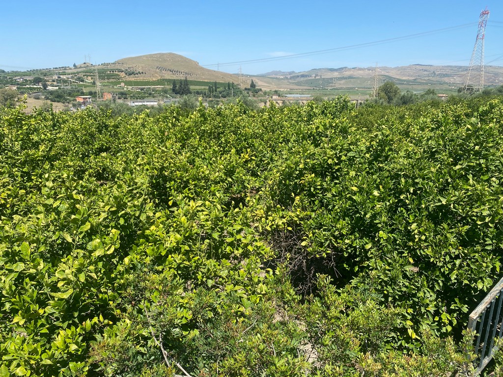 Villino con terreni agricoli a Paternò (CT) - LOTTO 7
